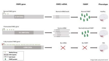 Repeat-Expansions-in-FXS-and-FXTAS Repeat-Expansions-in-FXS-and-FXTAS
